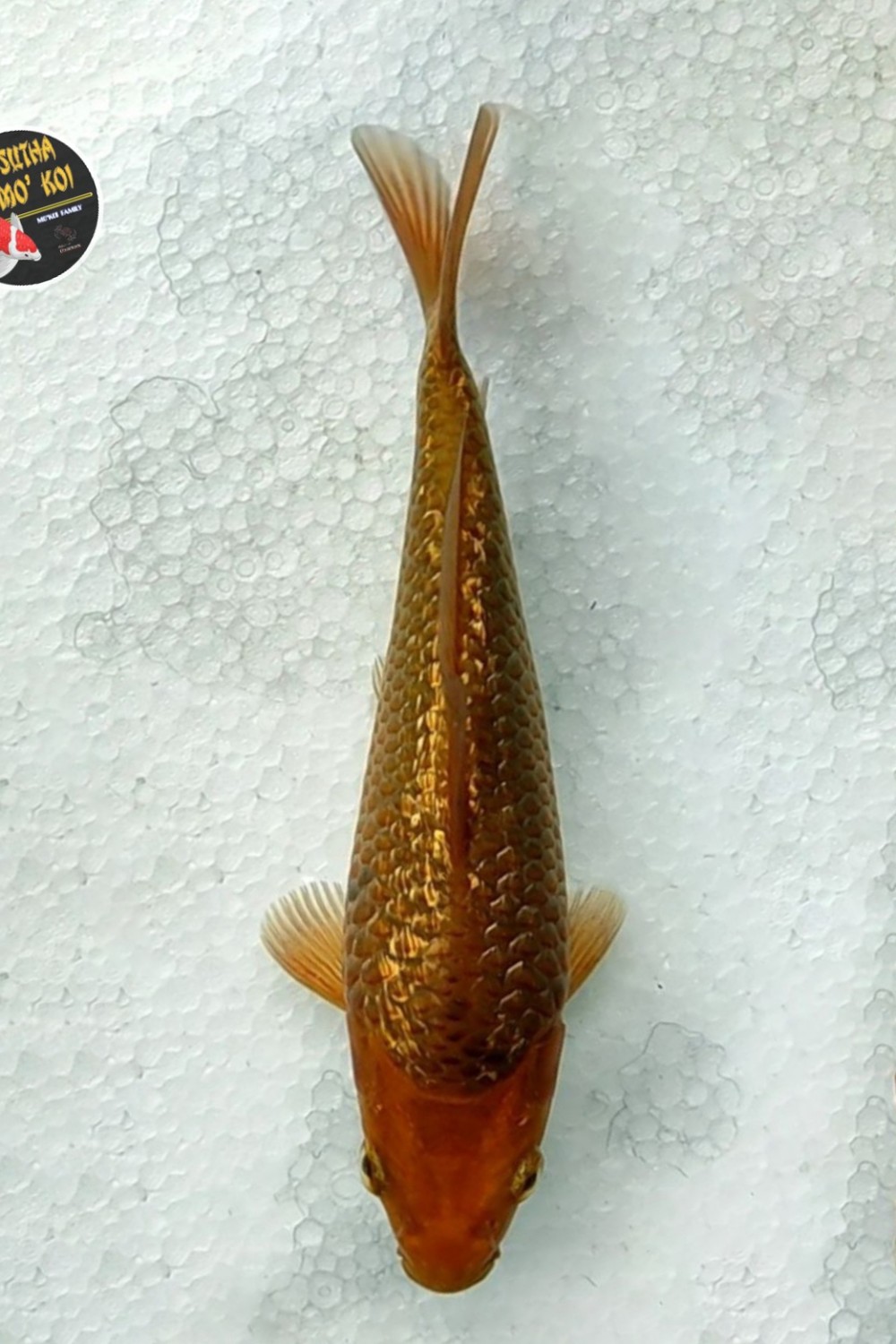 Ikan Koi Kinginrin C
