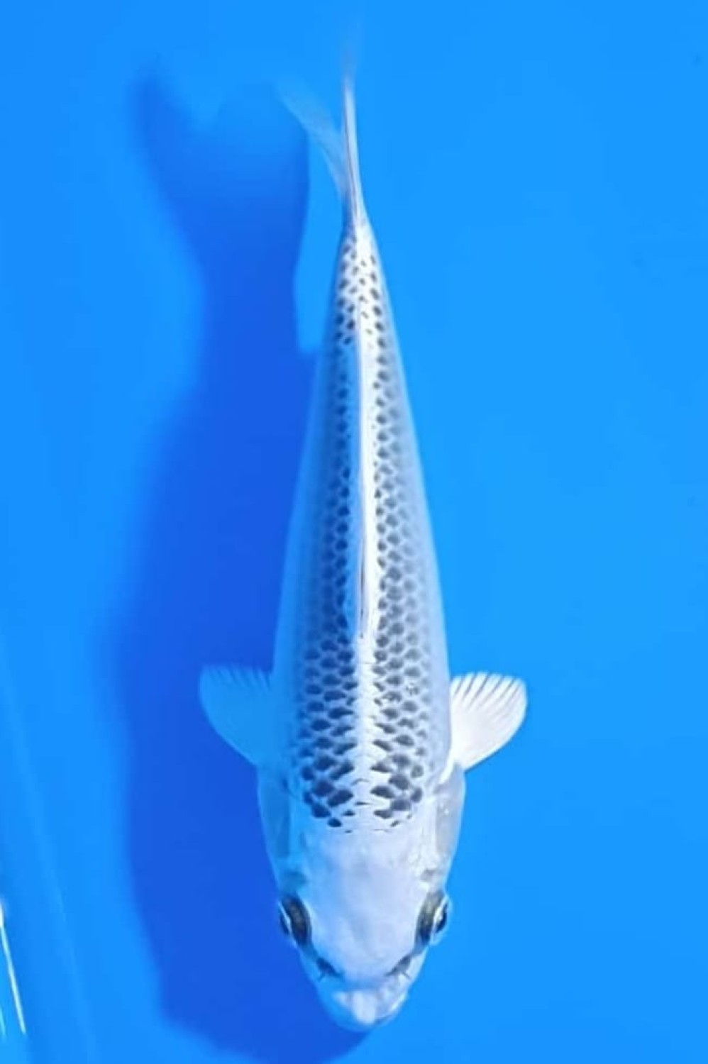 Ikan Koi Hikari Mujimono
