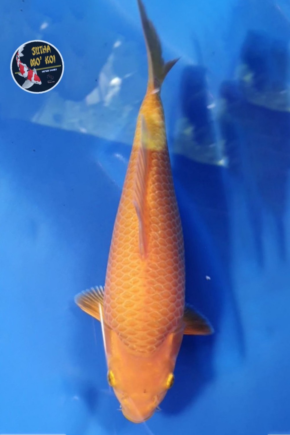 Ikan Koi Kawarimono (B)