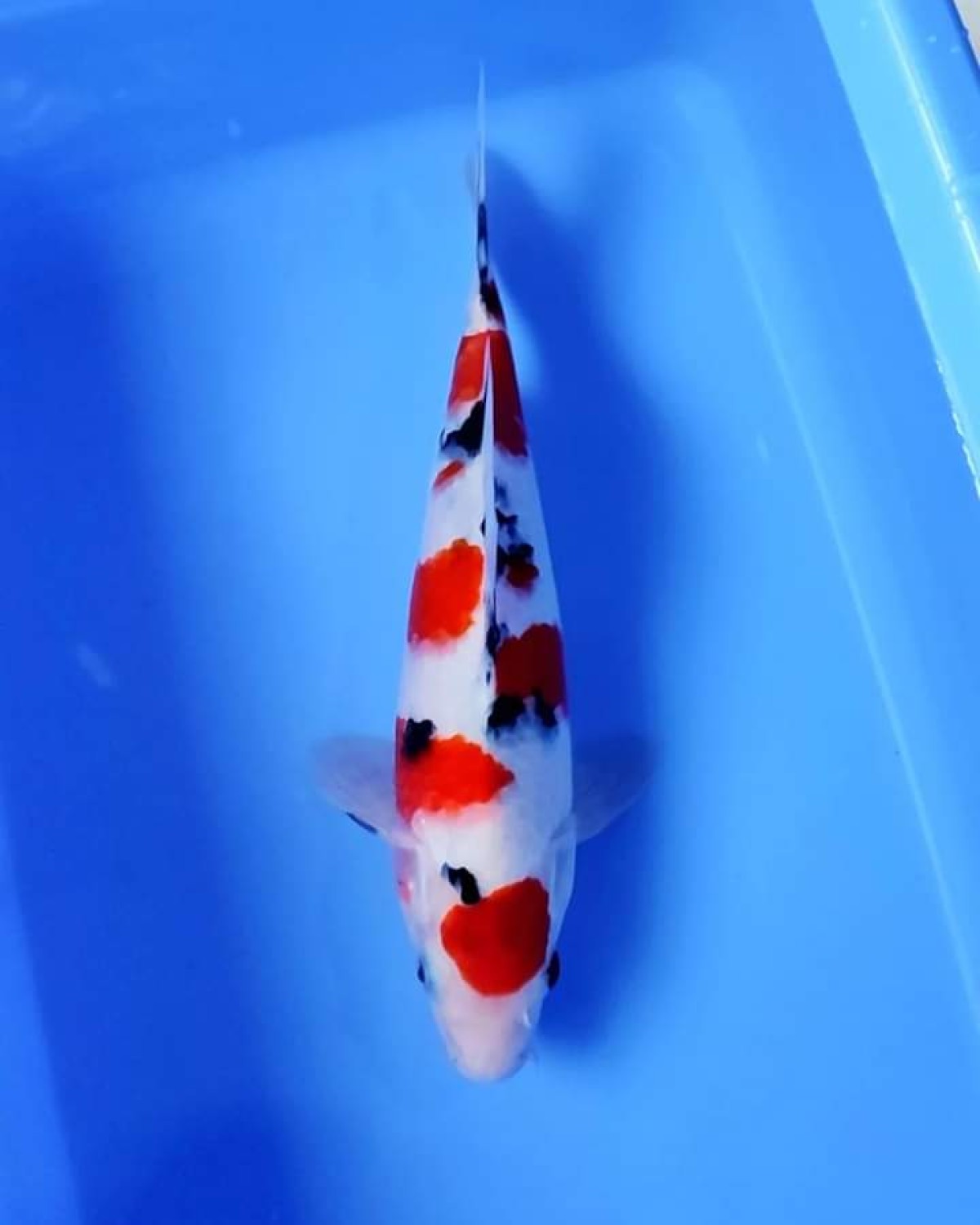 Ikan Koi Sanke