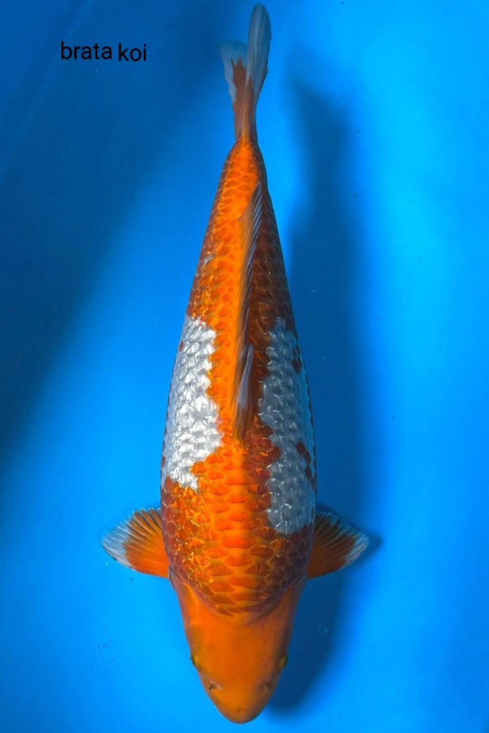 Juara 1
