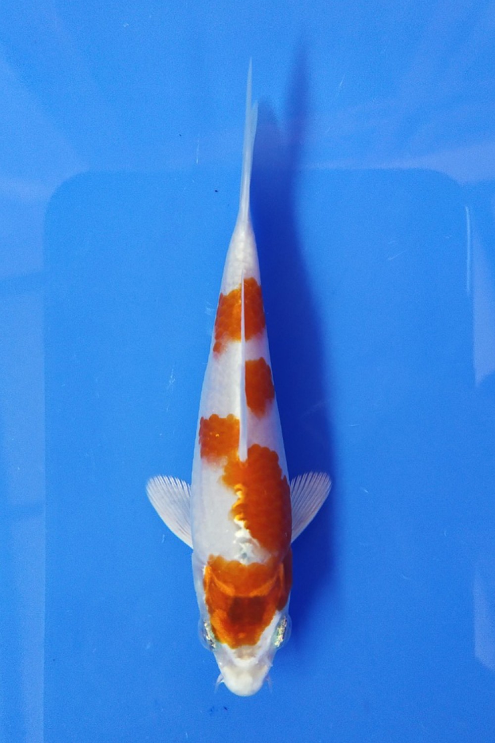 Juara 2