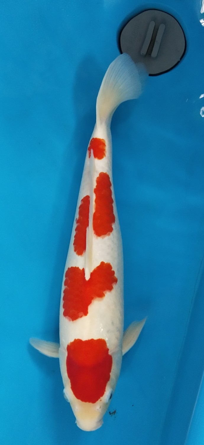 Juara 1