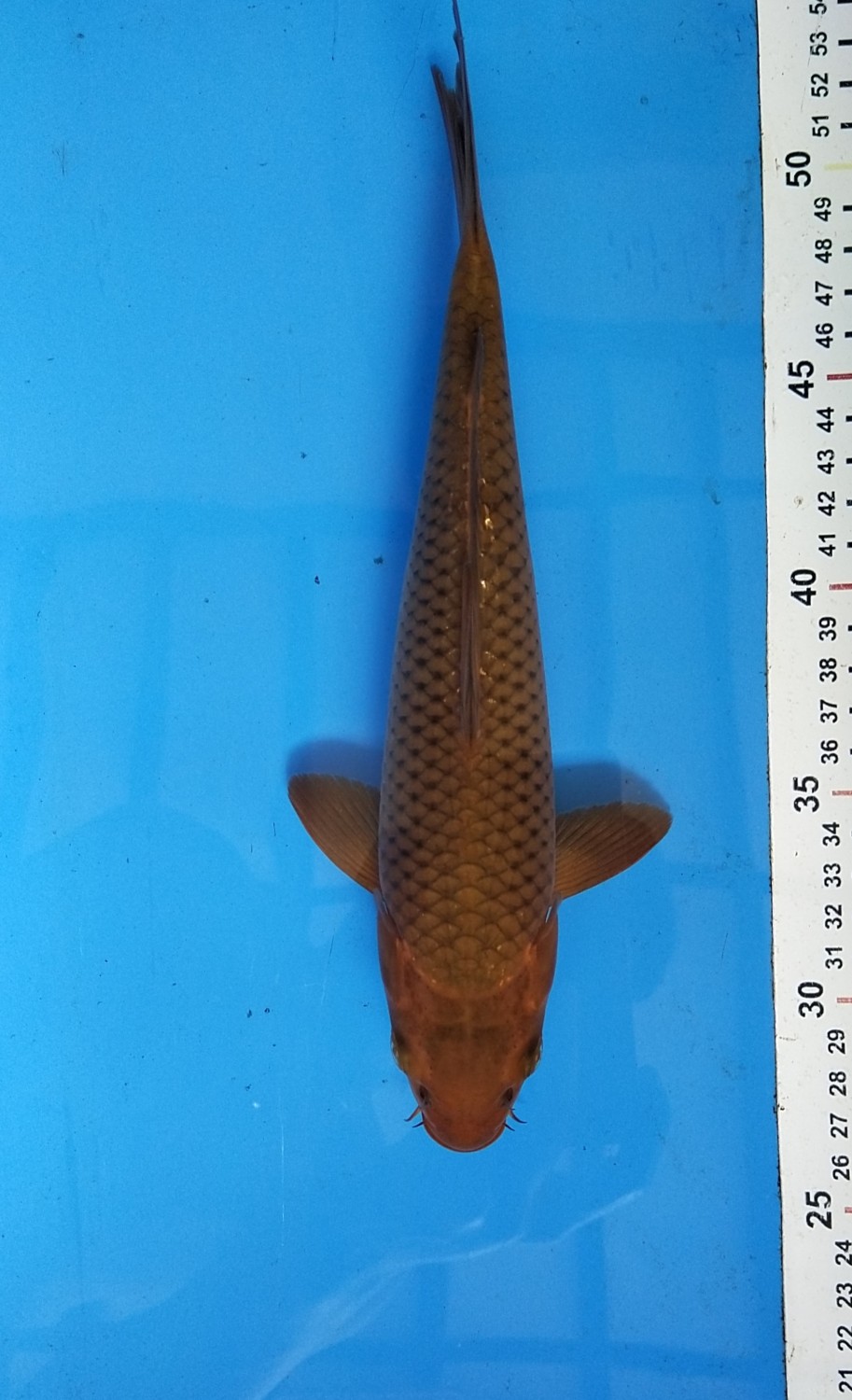 Juara 4