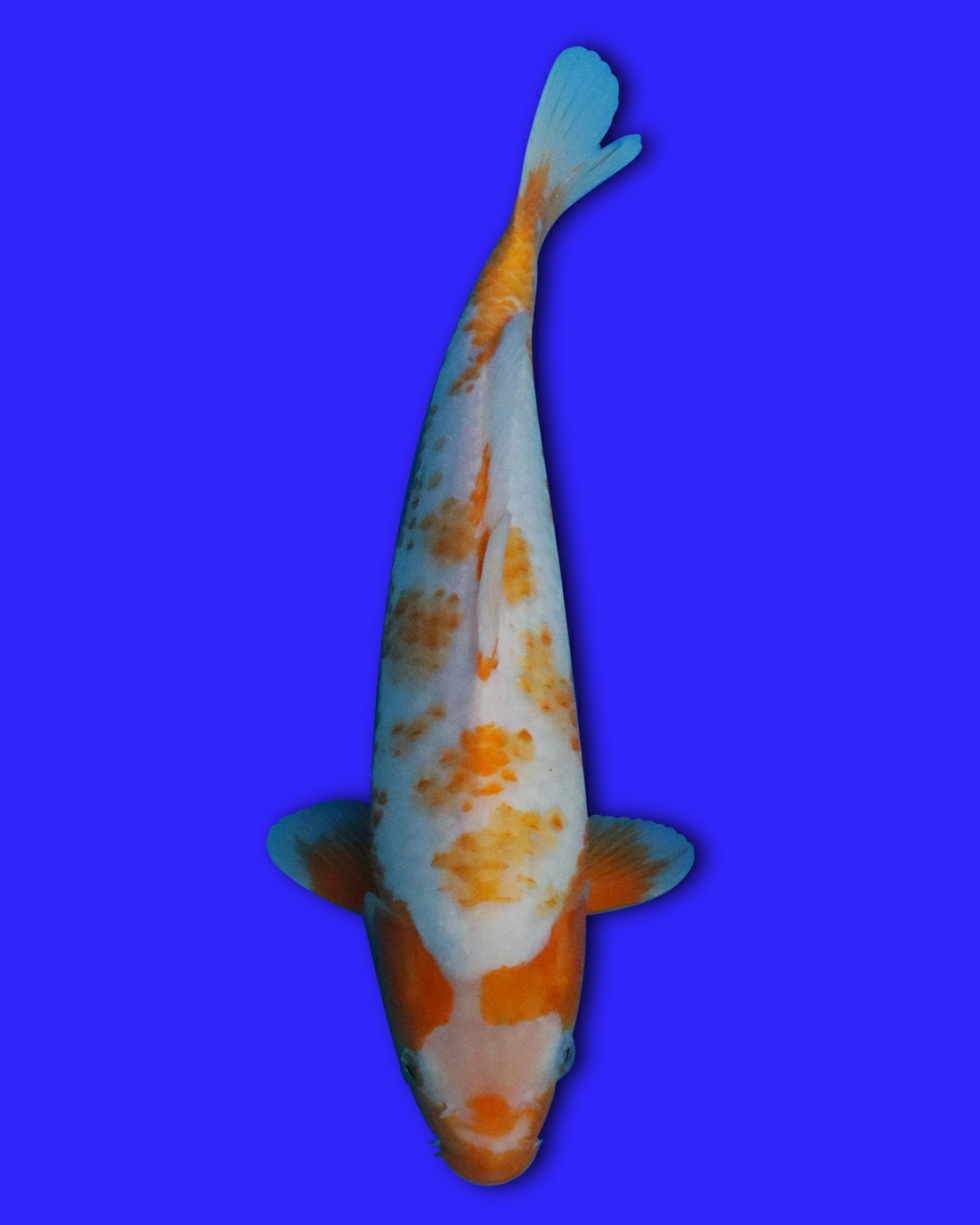 Juara 1