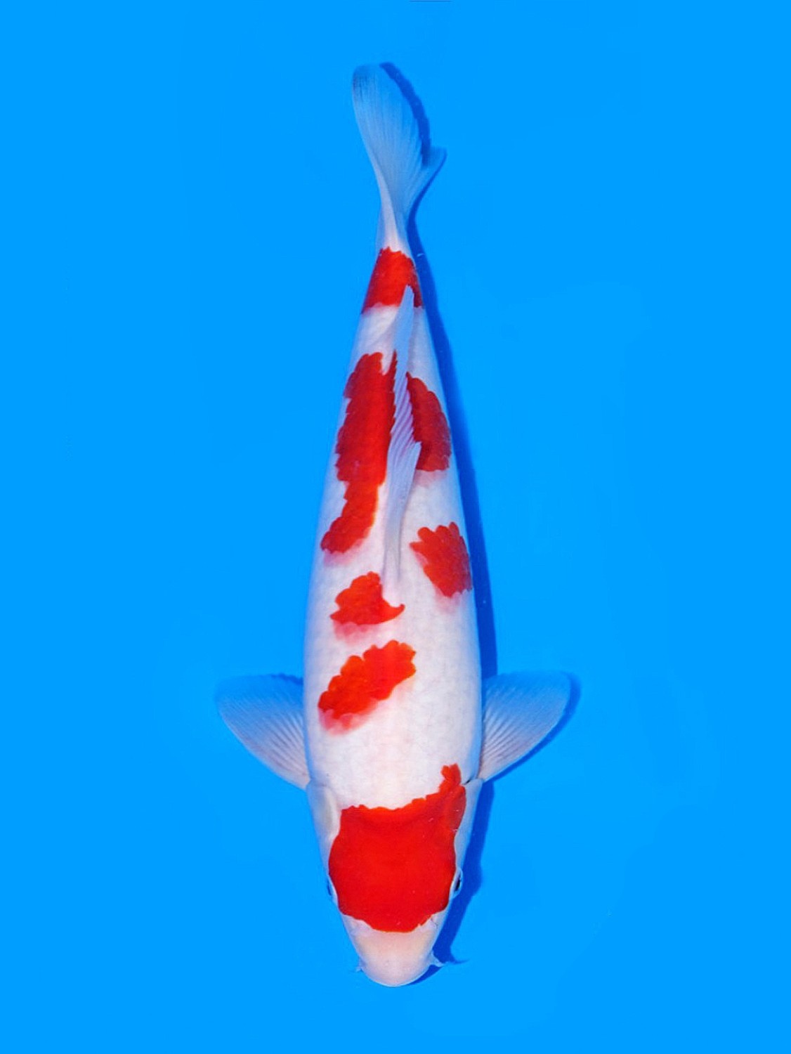 Juara 1