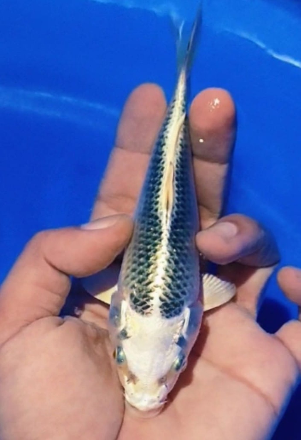 Juara 1