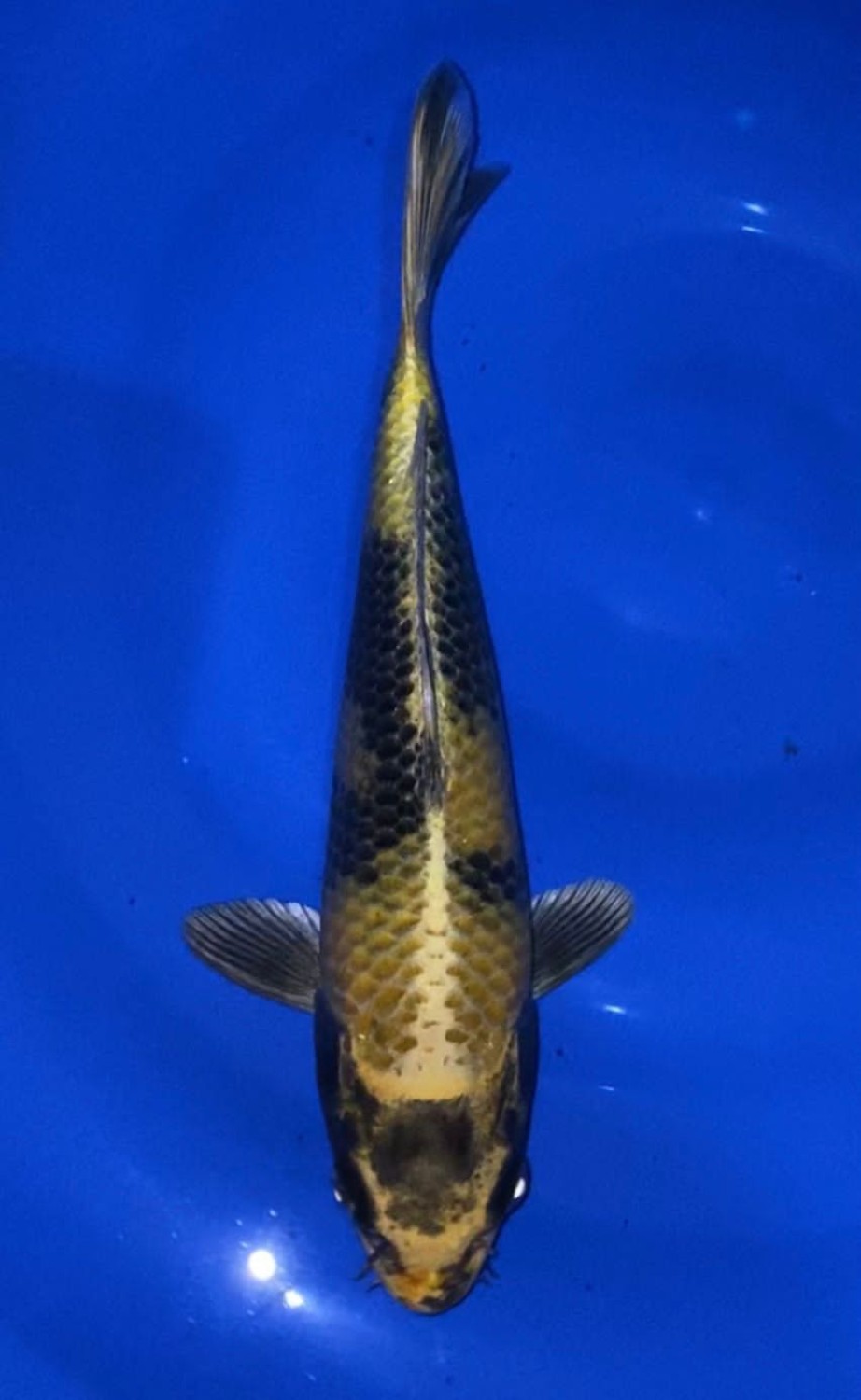 Juara 1