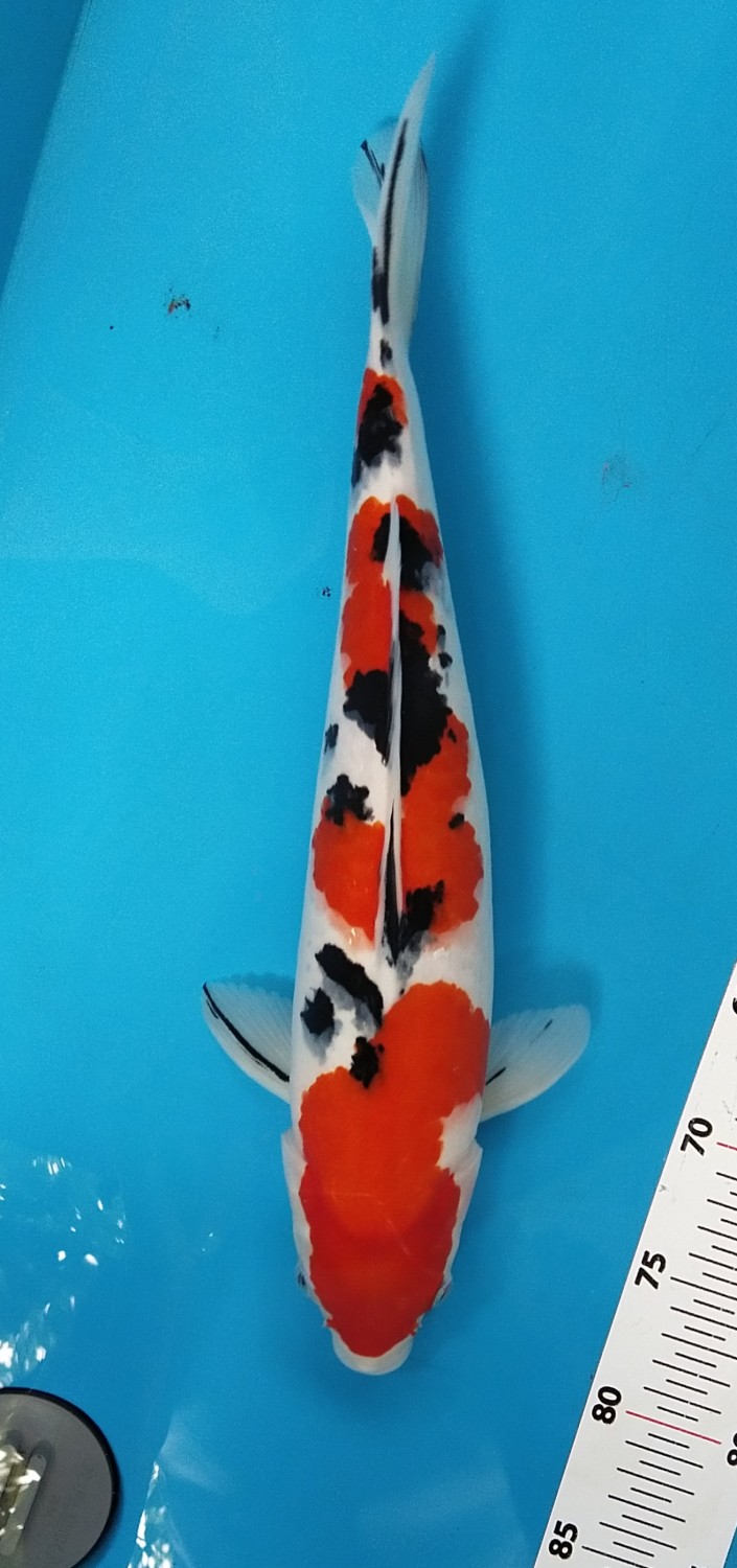 Best In Size A 36 - 40 cm