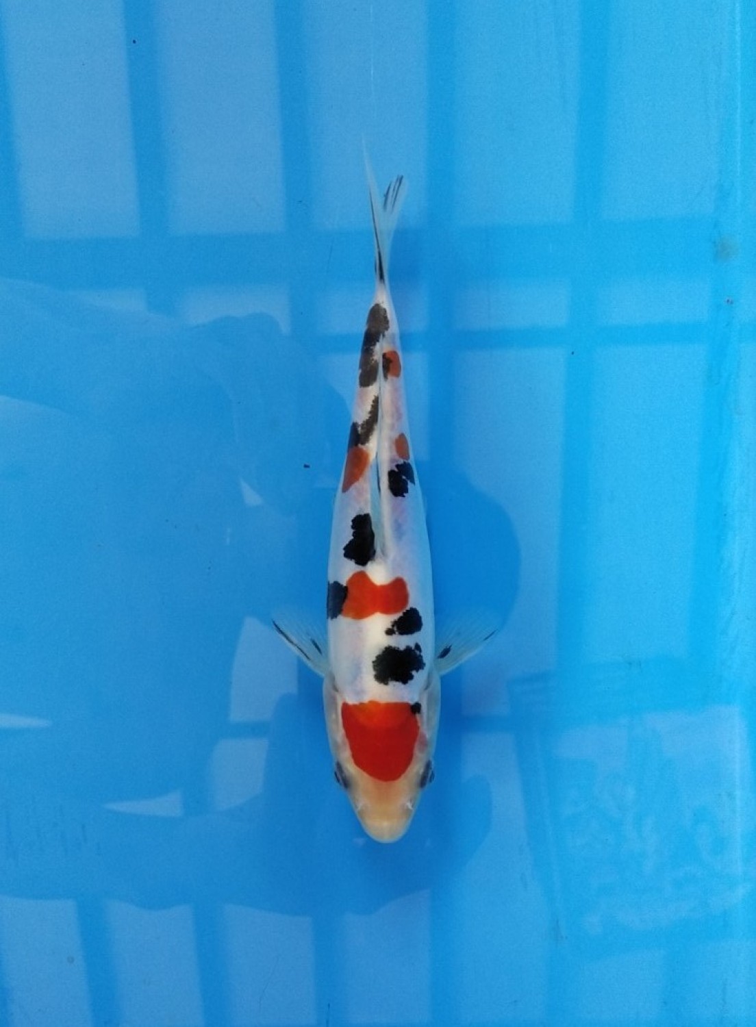 Juara 2
