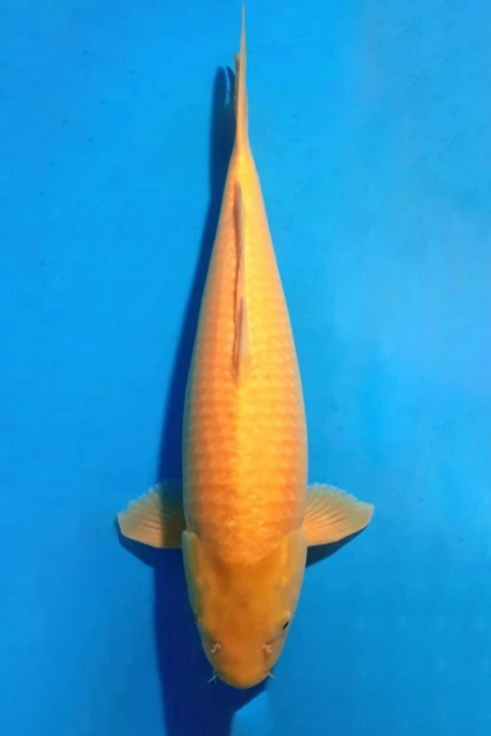 Juara 1