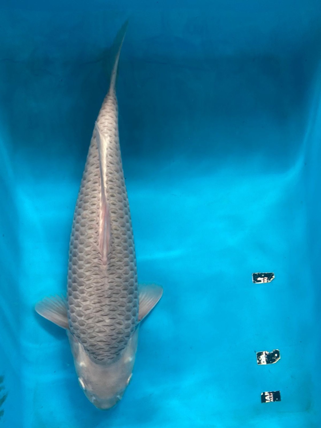 Best In Size E 41 - 45 cm
