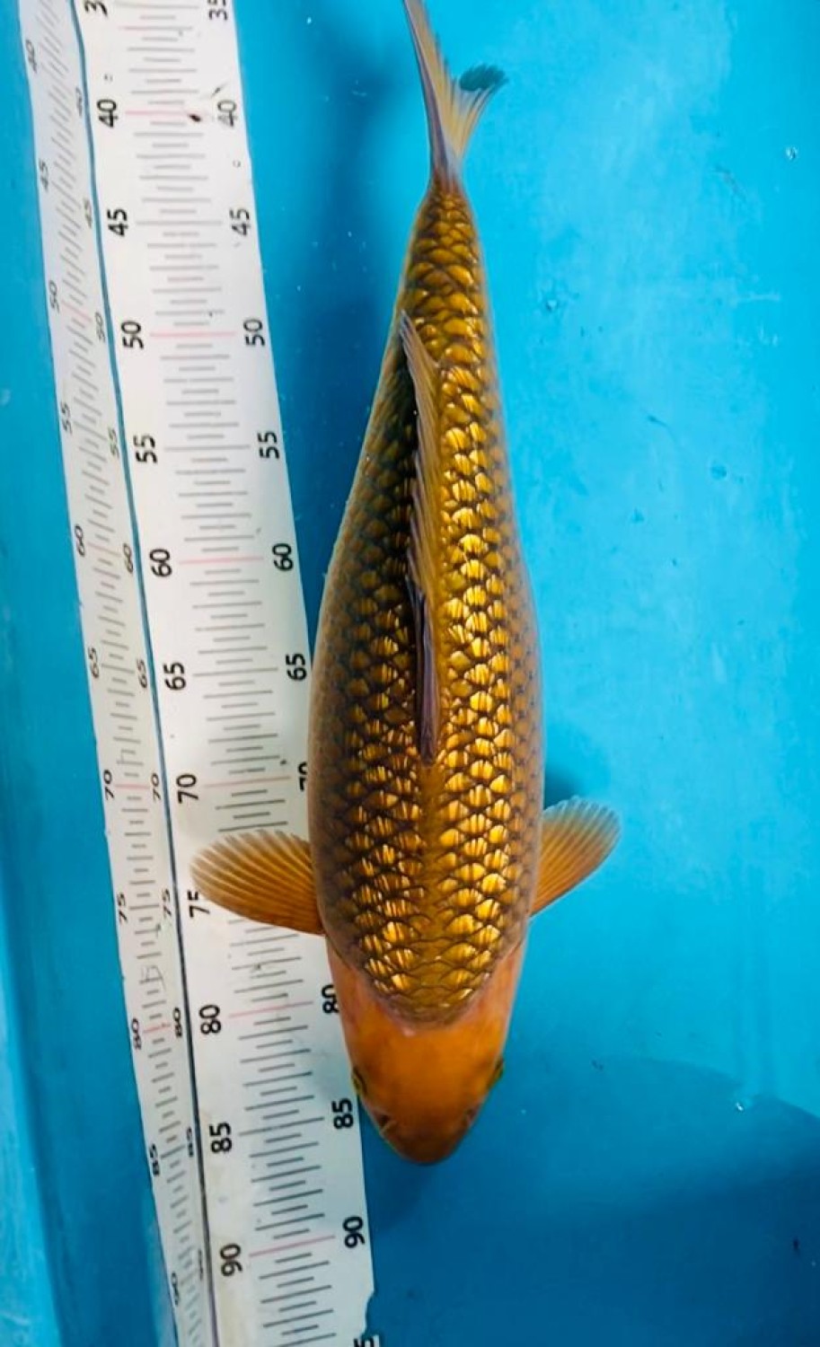 Juara 1