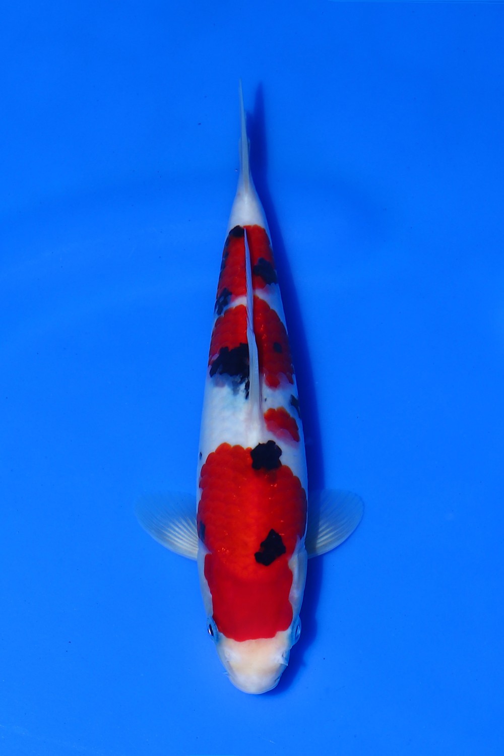 Juara 1