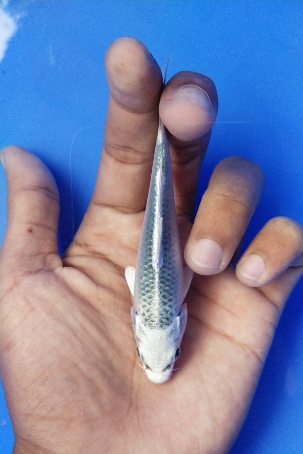 Juara 1