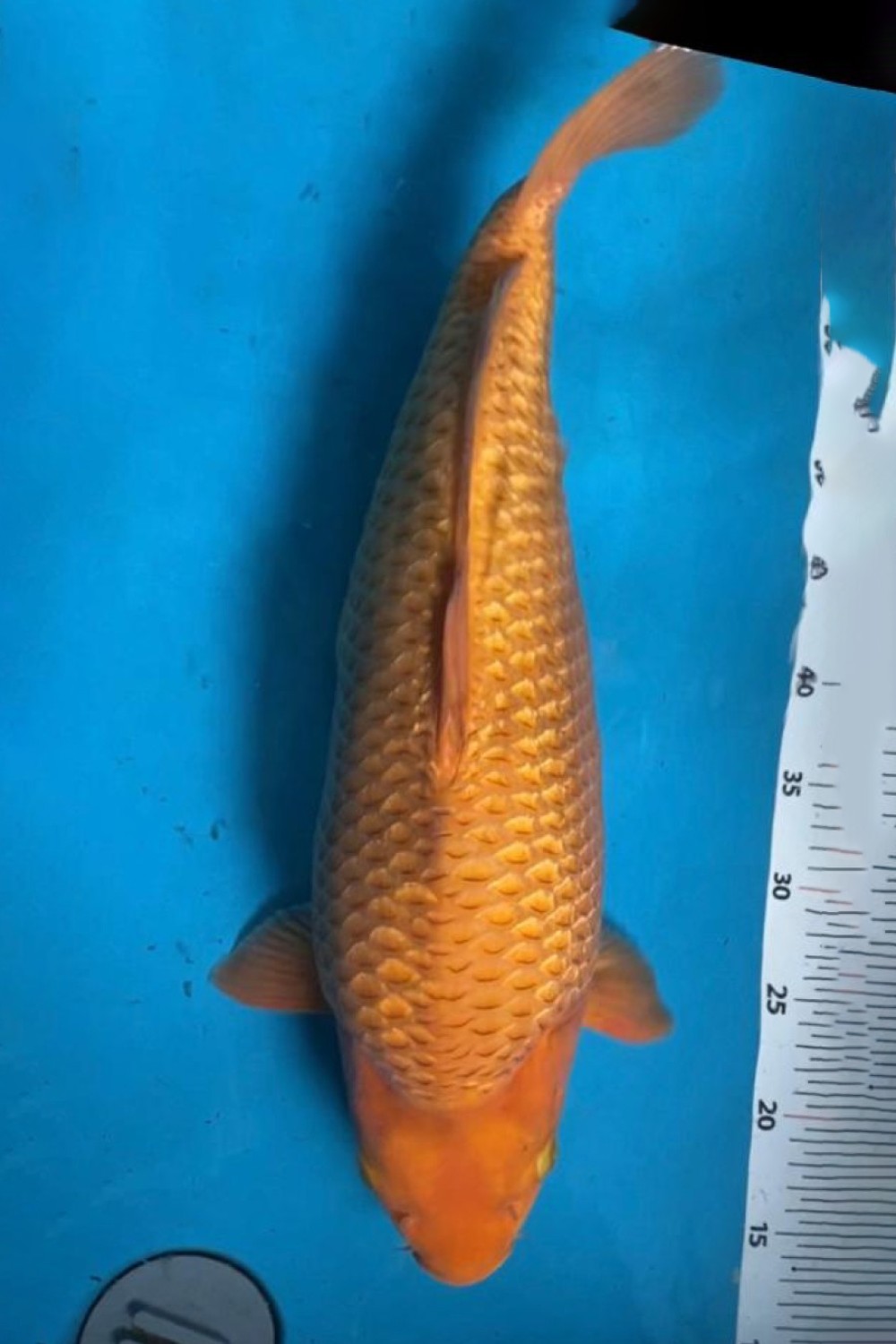 Juara 4