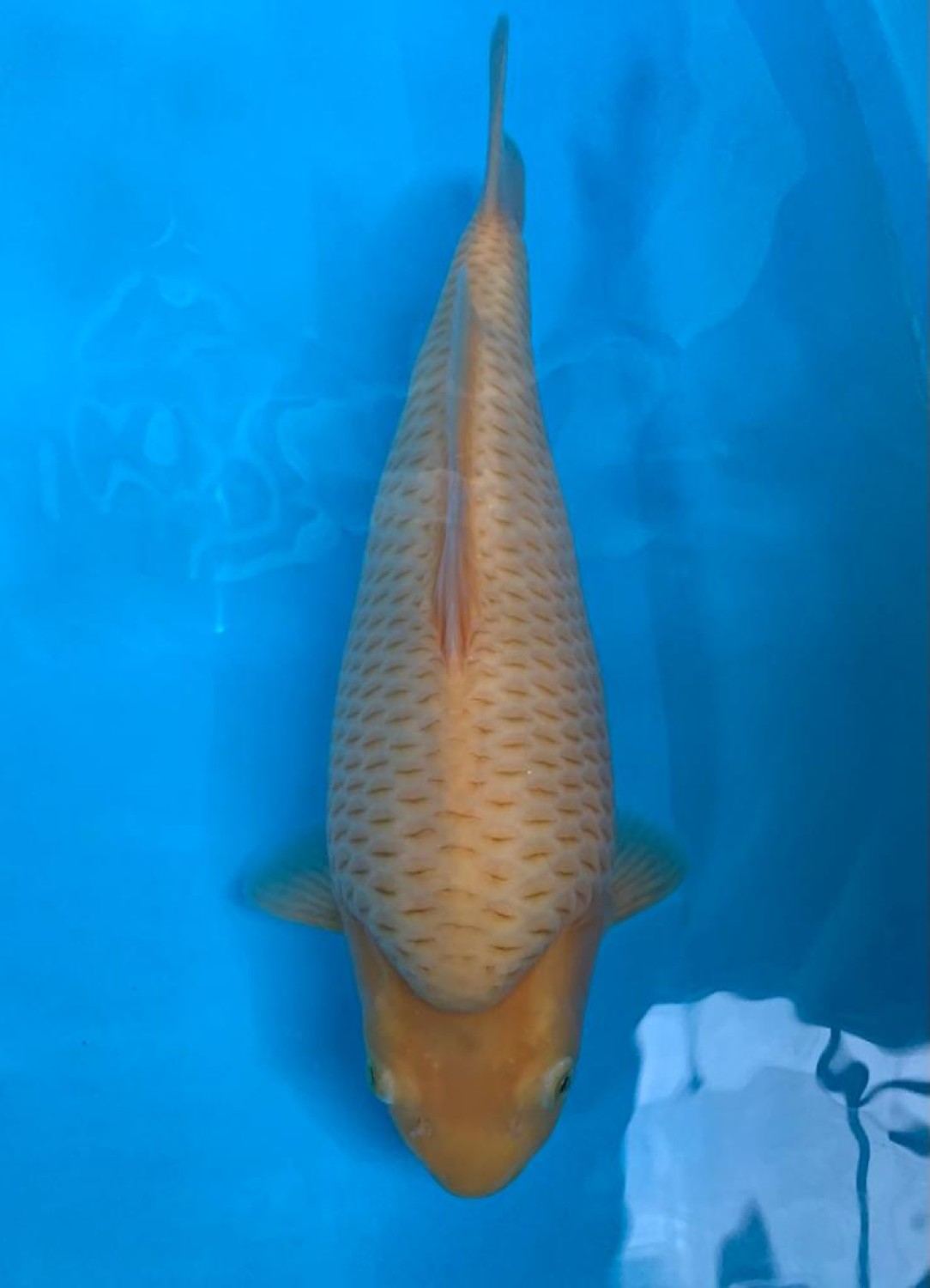 Juara 5