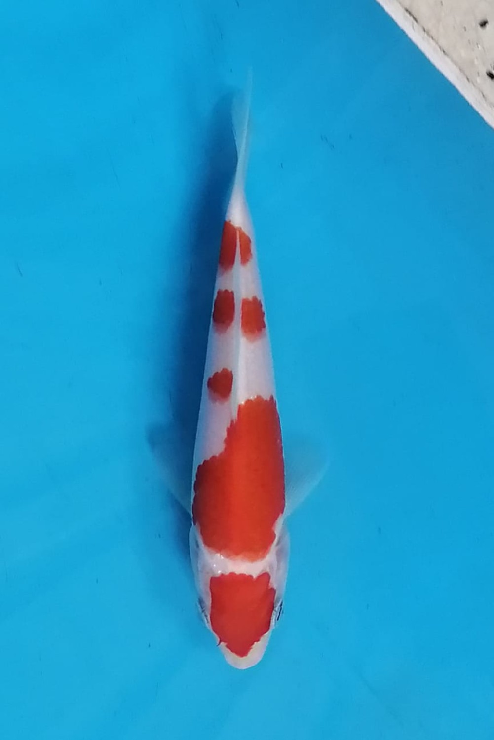 Best In Size A 13 - 15 cm