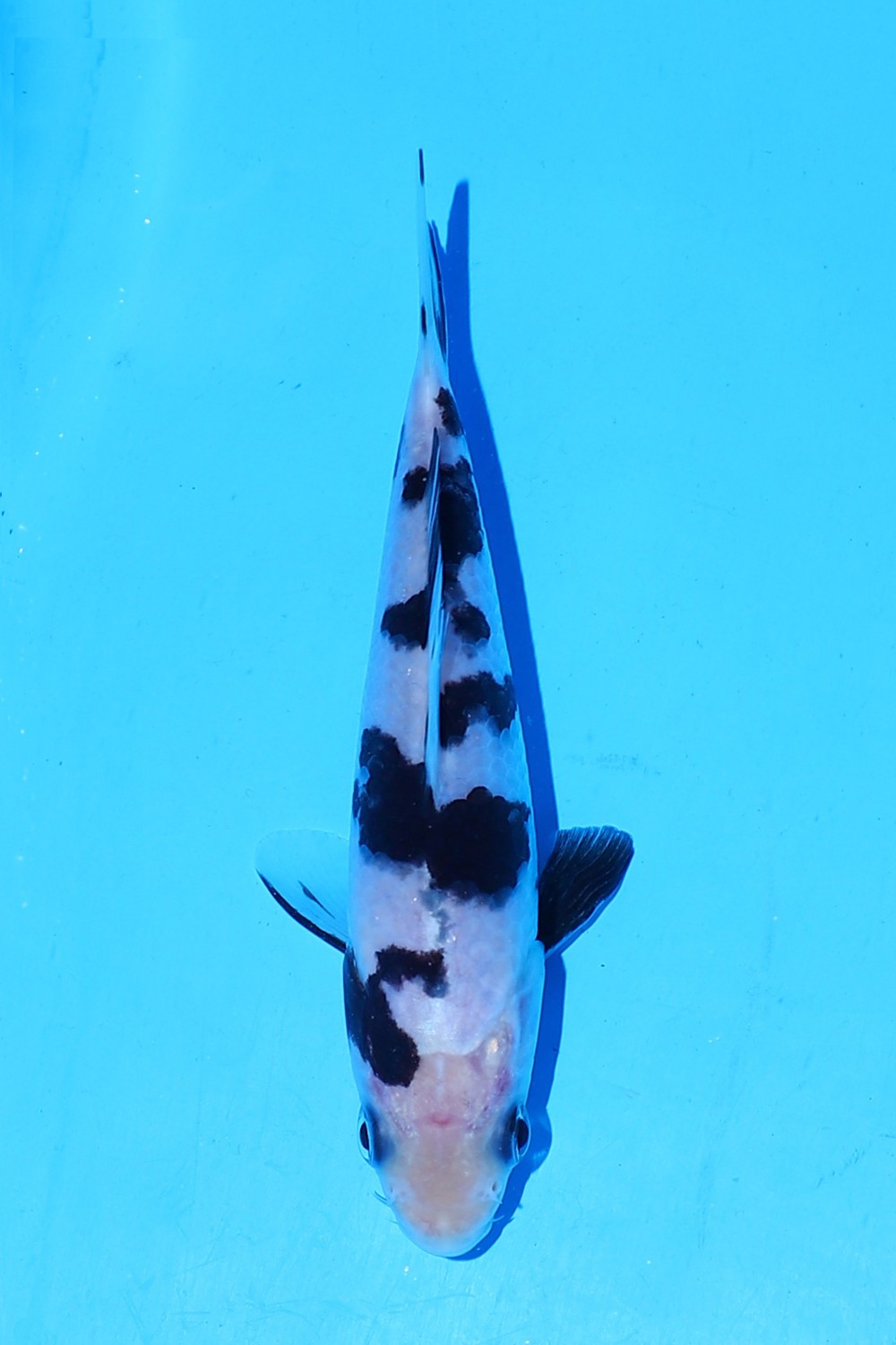 Best In Size B Up To 12 cm
