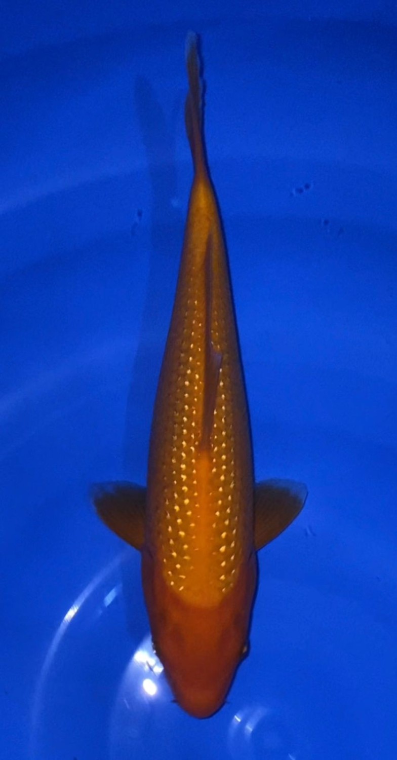 Best In Size E 21 - 25 cm