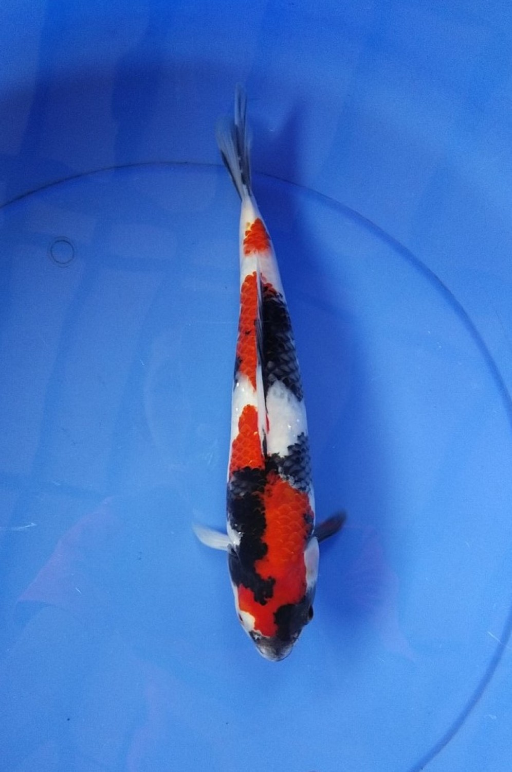 Juara 3