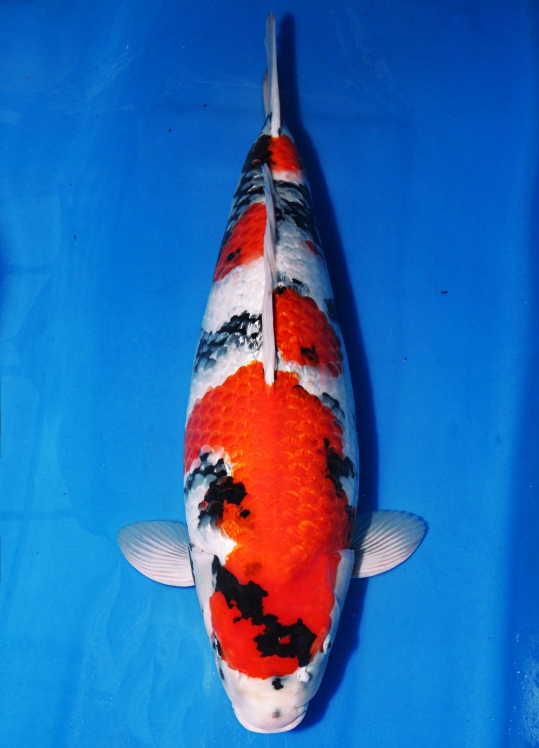 Juara 1