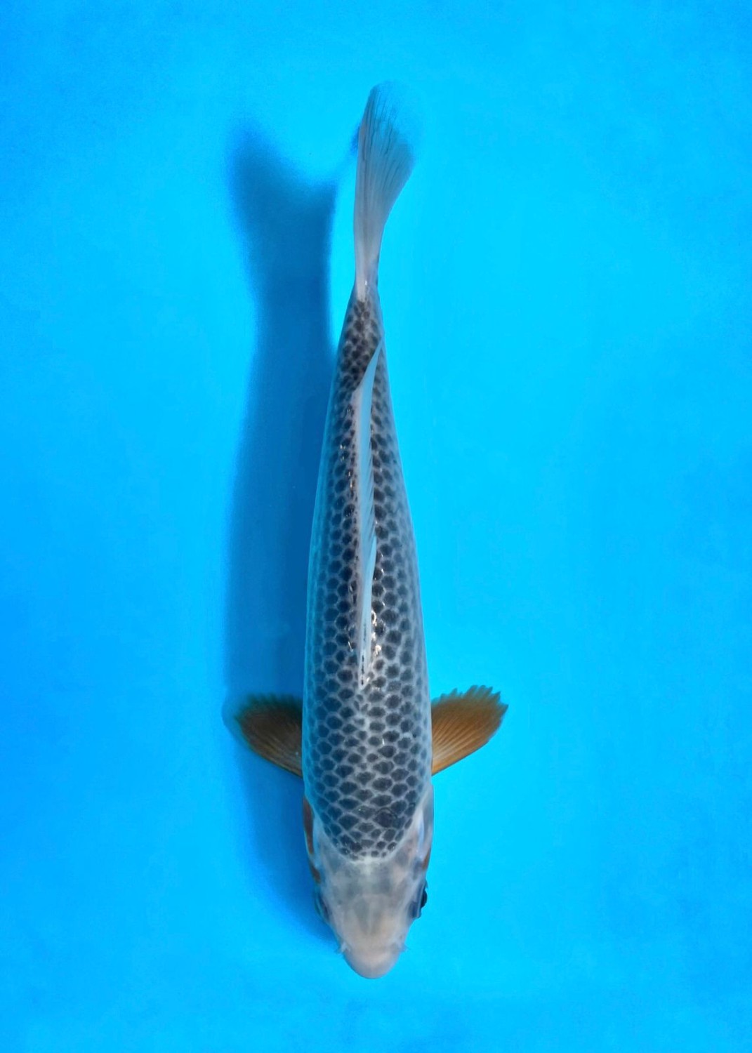 Juara 1