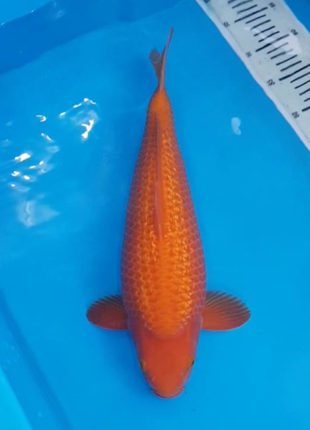 Juara 3