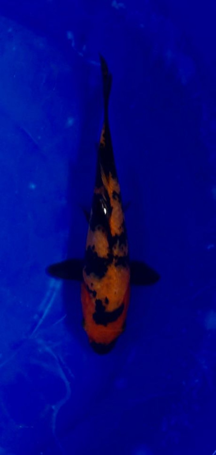Juara 1