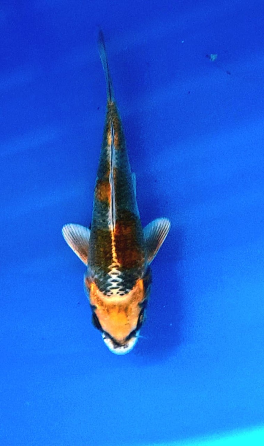 Juara 1