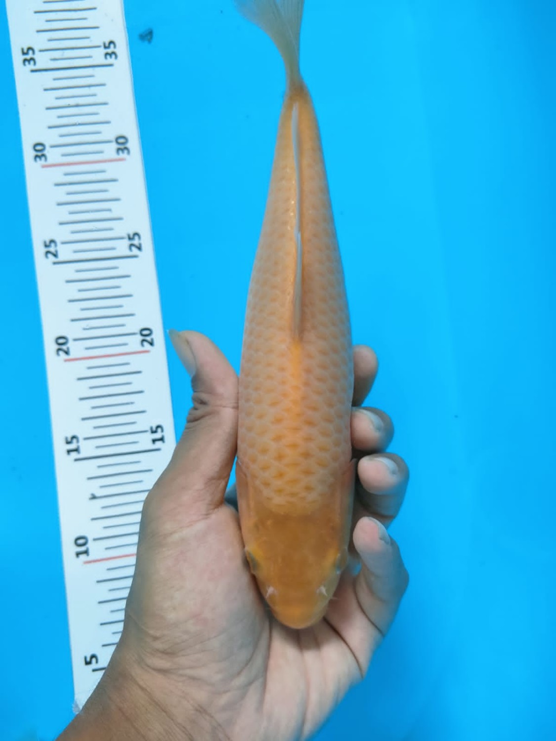 Juara 5