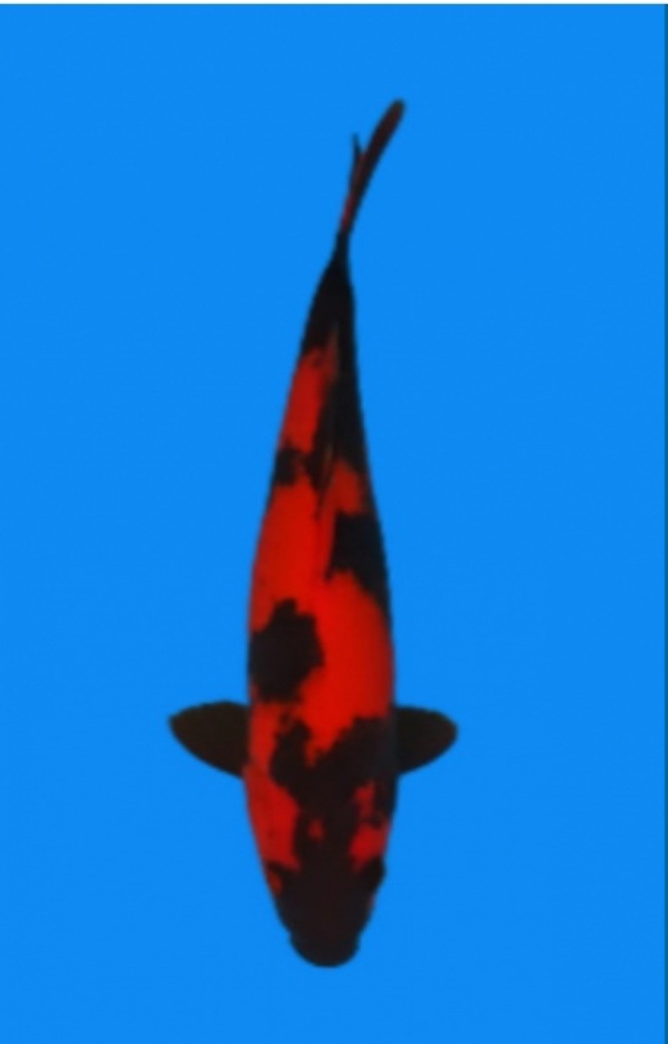 Juara 2