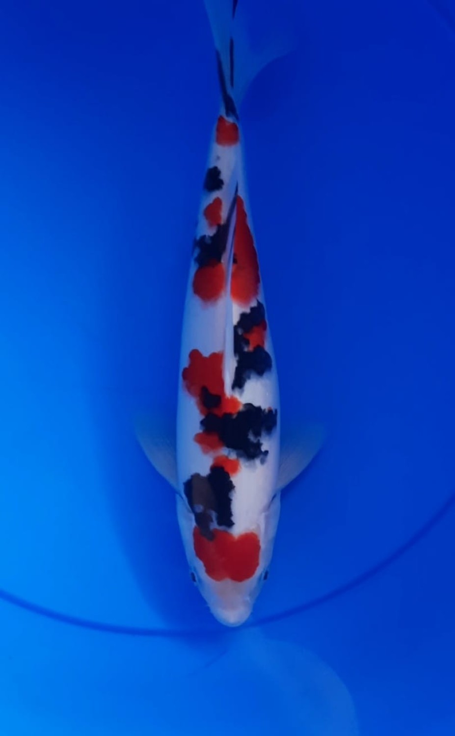 Juara 2