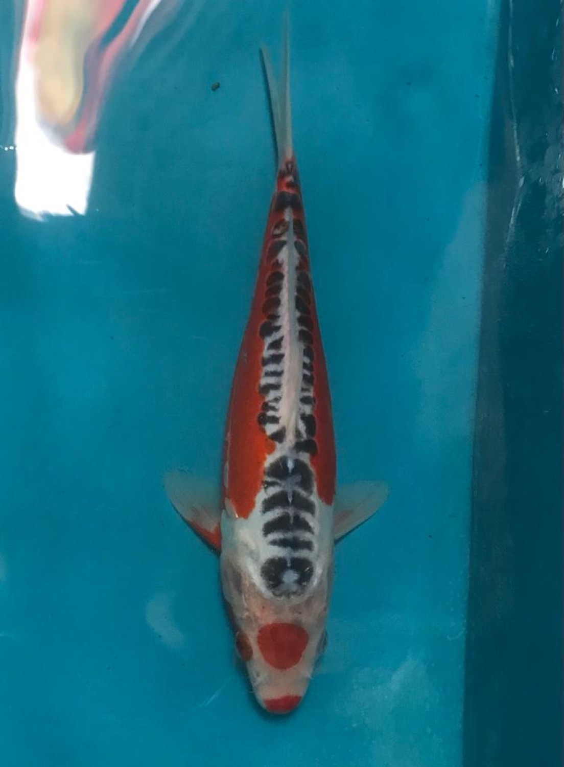 Juara 1