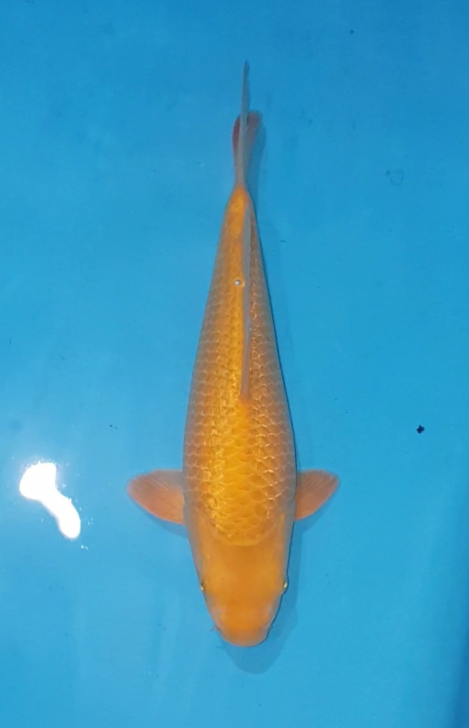 Juara 5
