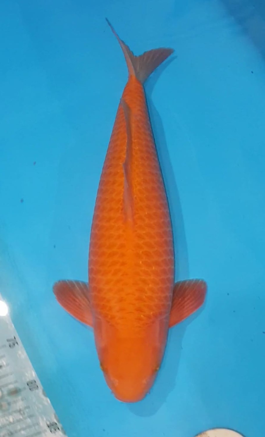 Juara 2