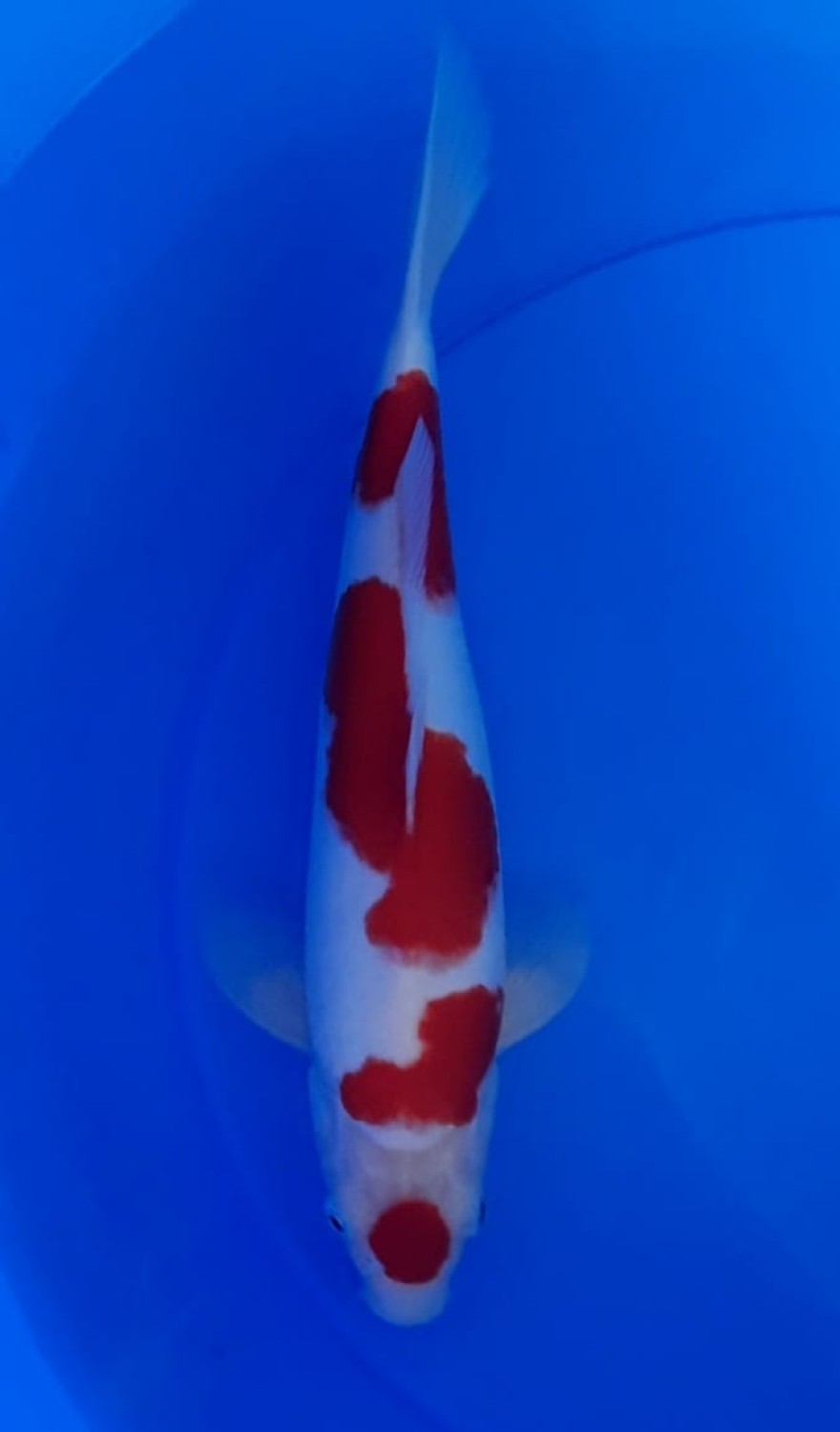 Juara 2