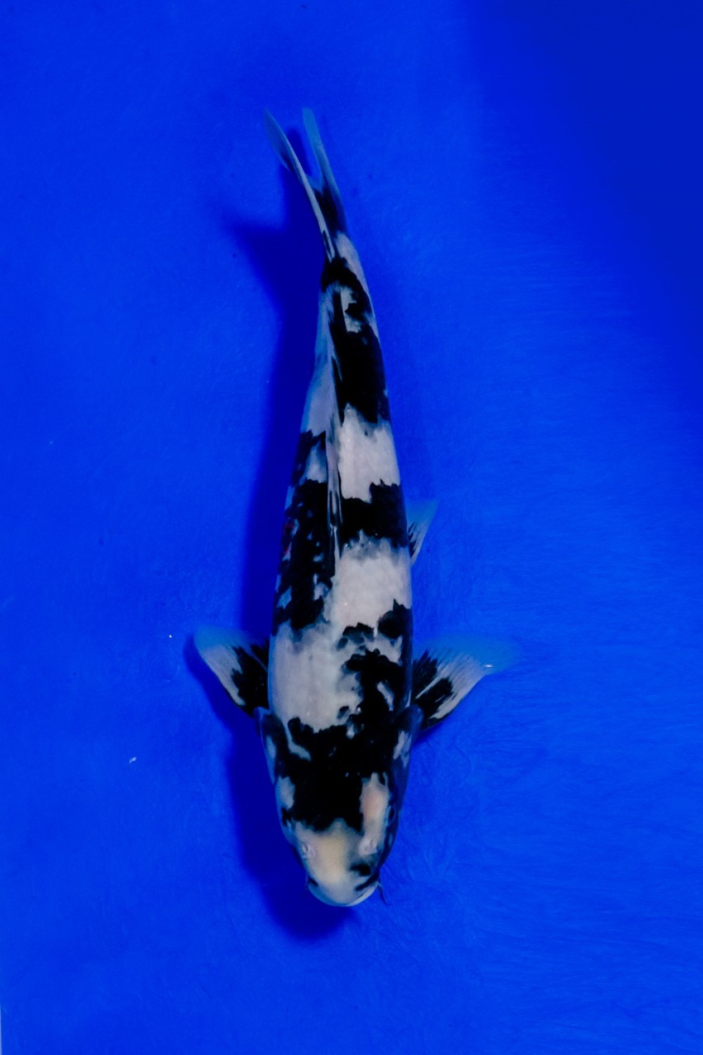 Juara 4