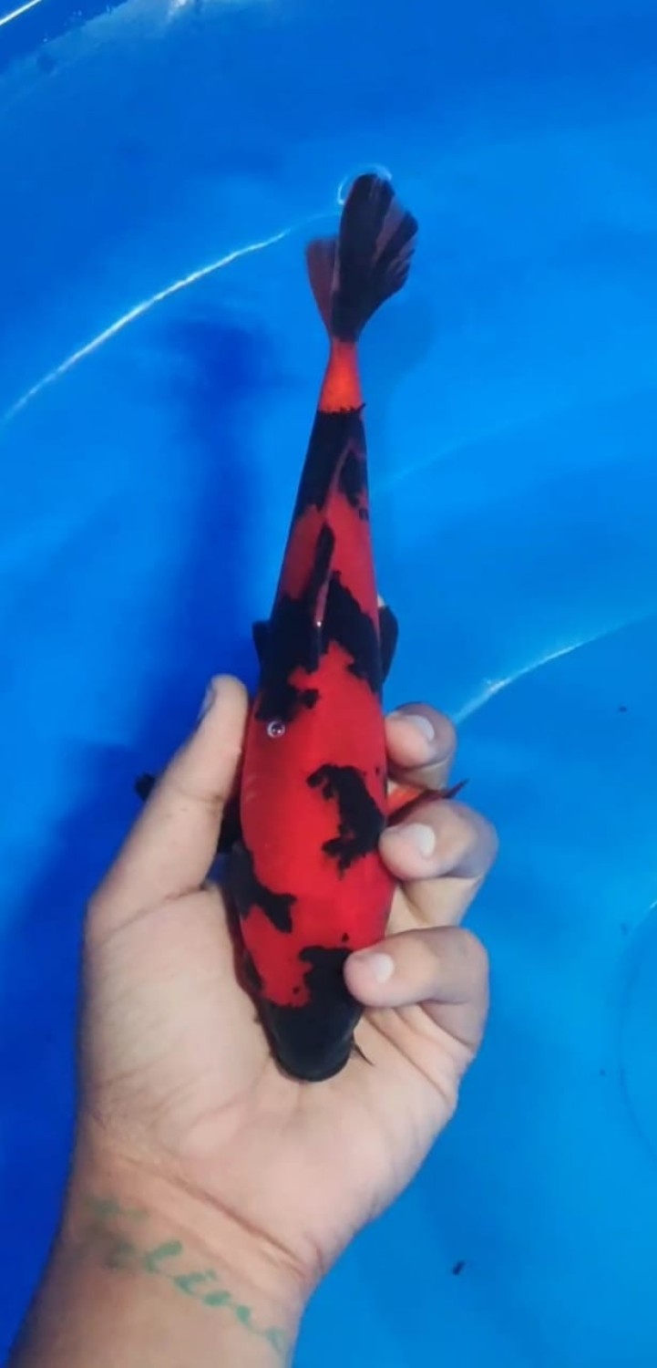 Best In Size D 21 - 25 cm