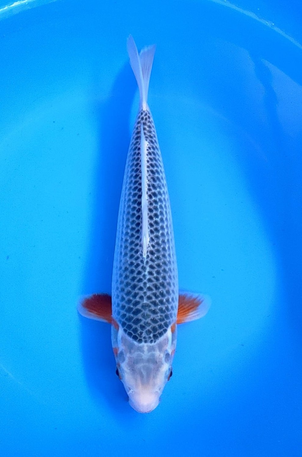 Best In Size D 31 - 35 cm