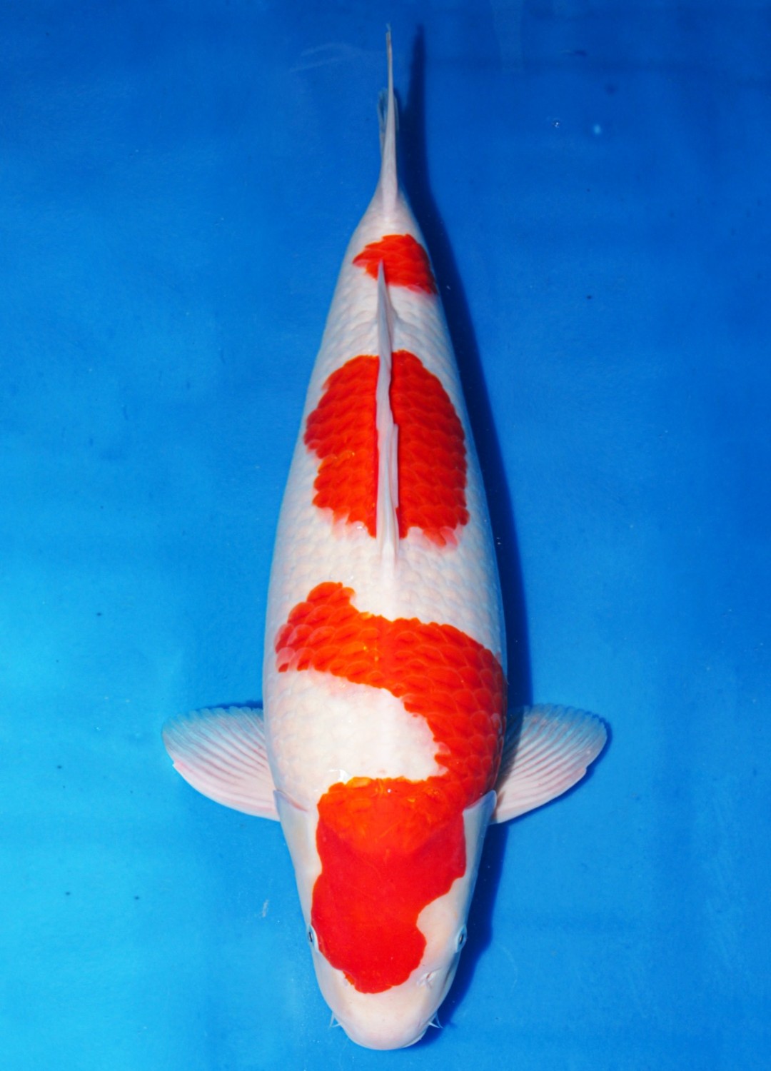Best In Size A 56 - 60 cm