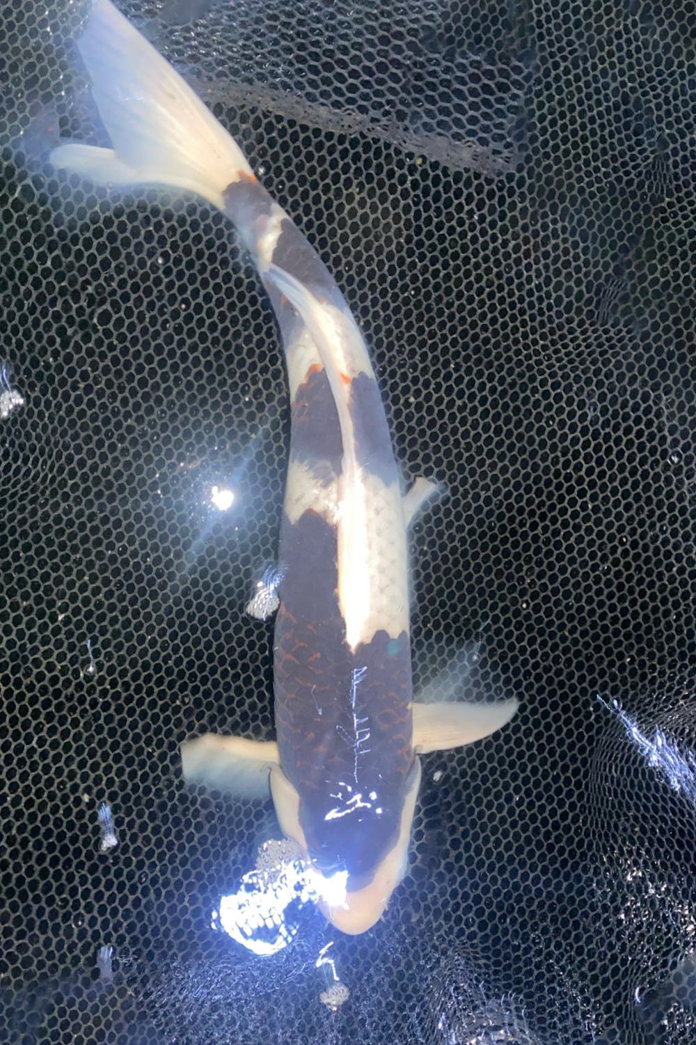 Juara 1