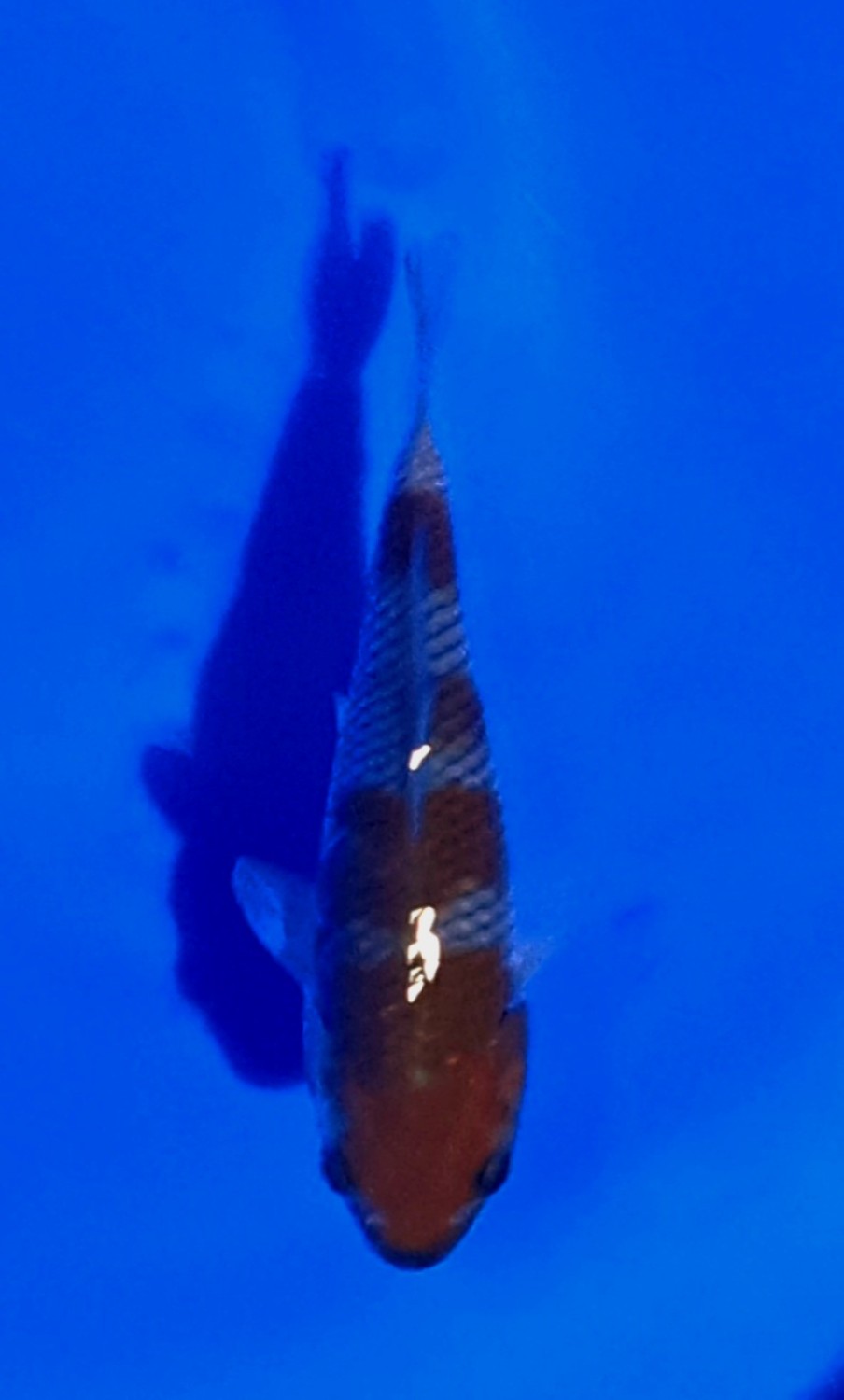 Juara 1