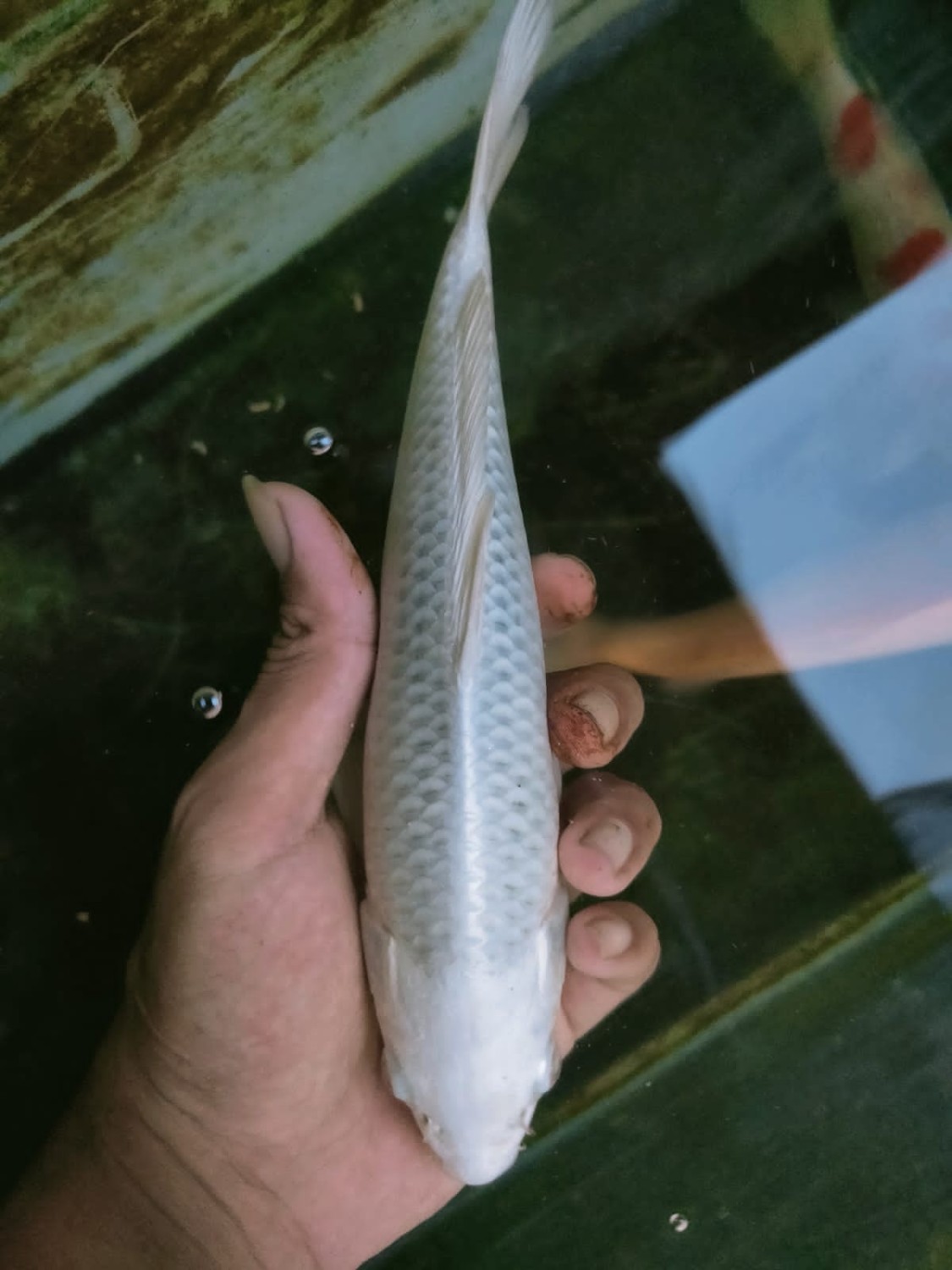 Juara 1