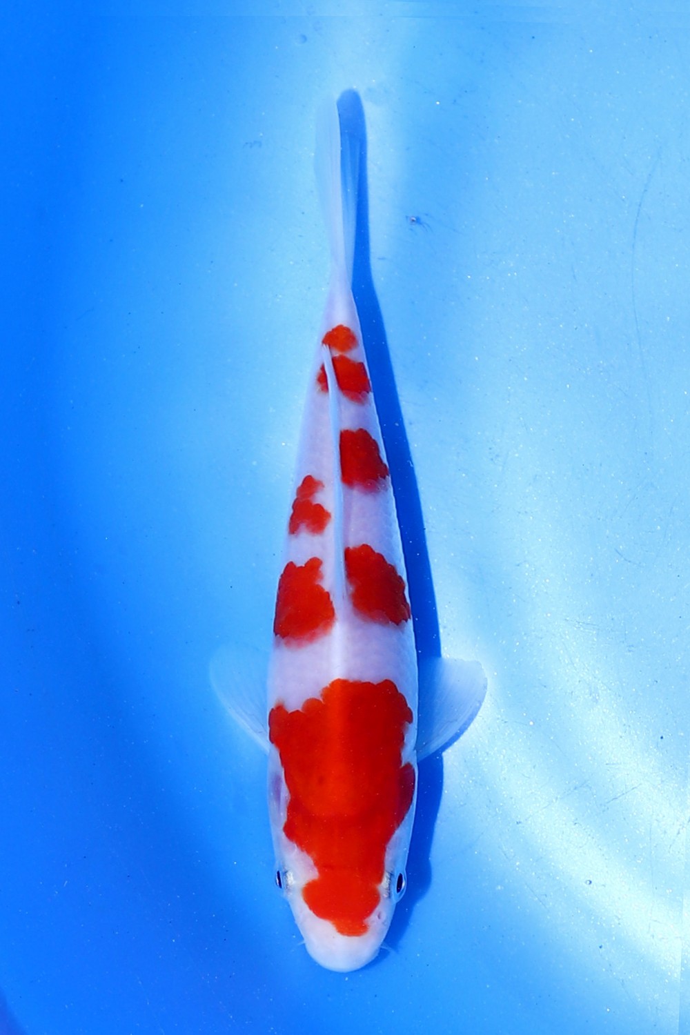 Juara 1
