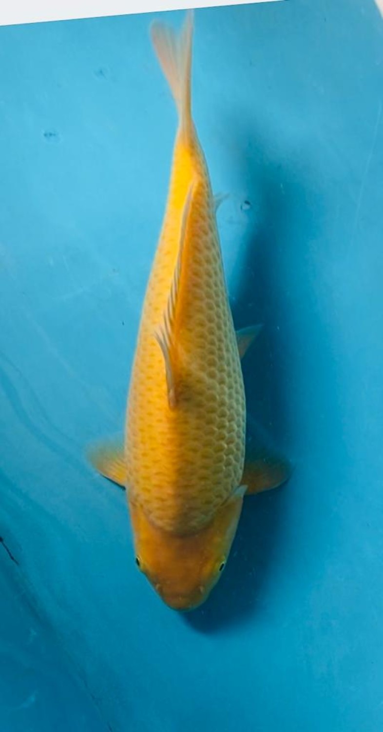 Juara 3