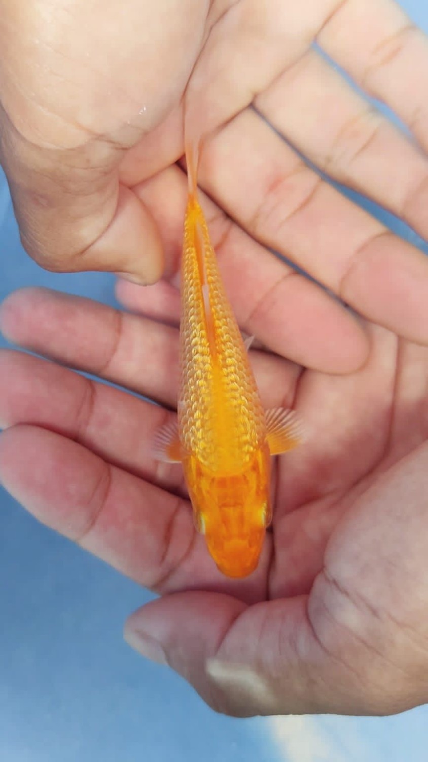 Best In Size E Up To 12 cm