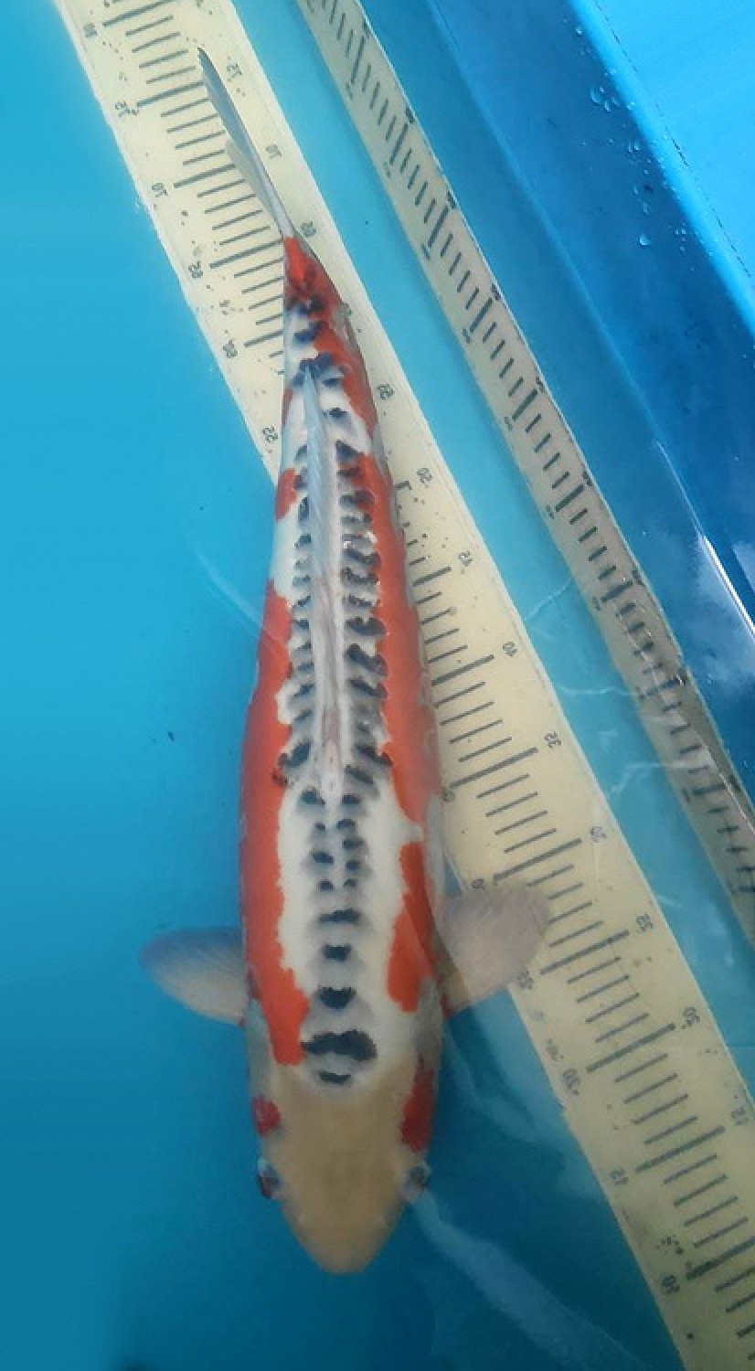 Best In Size D 56 - 60 cm