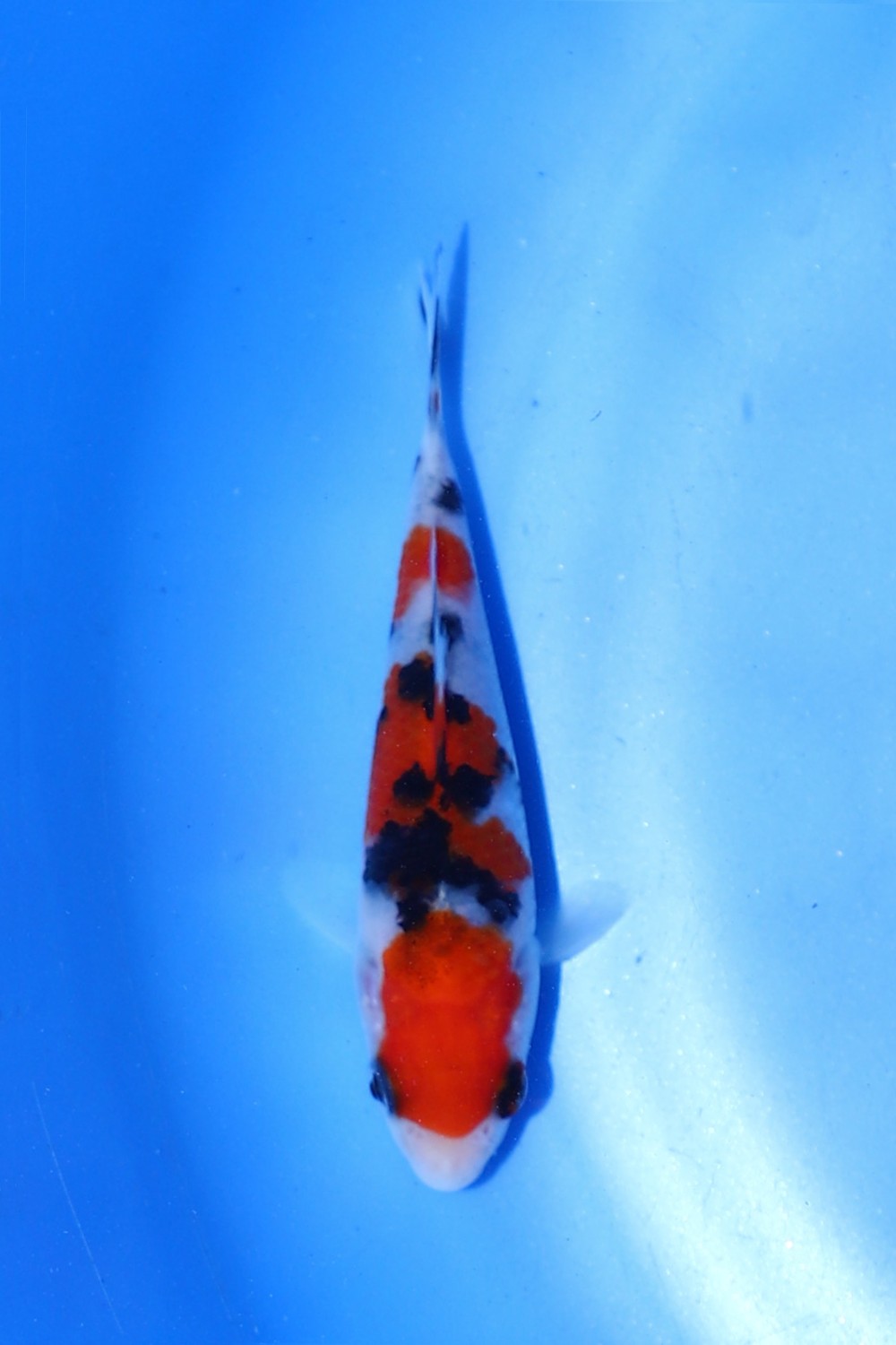 Best In Size A Up To 12 cm
