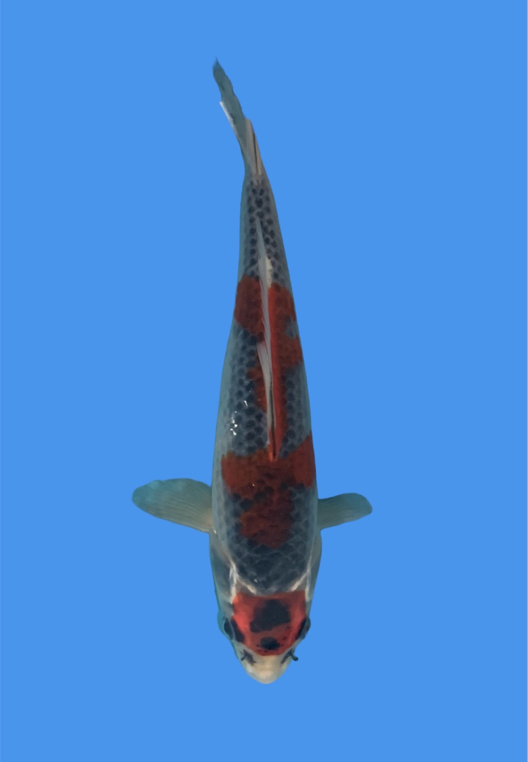 Juara 1